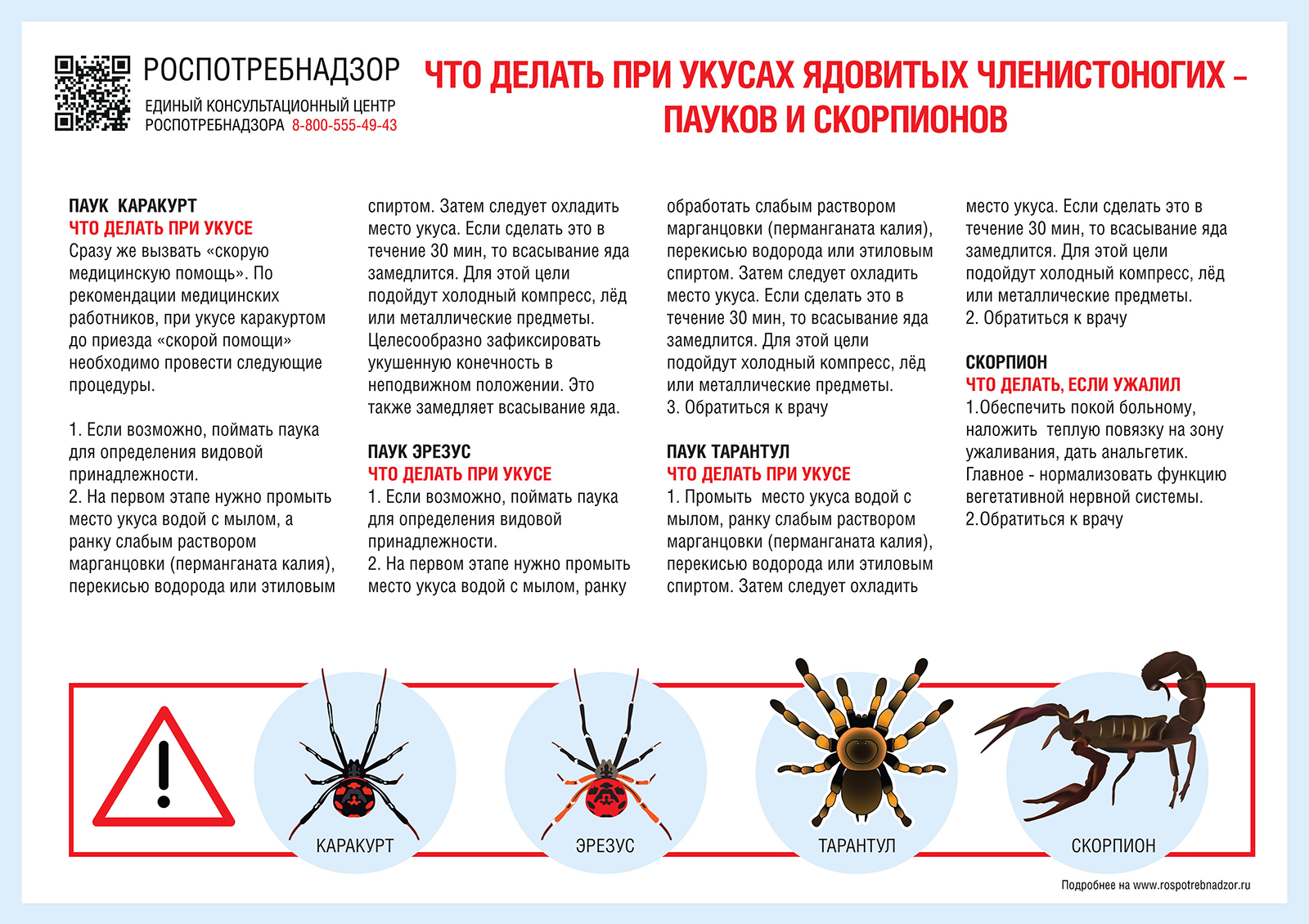 Что делать при укусах ядовитых членистоногих — пауков и скорпионов